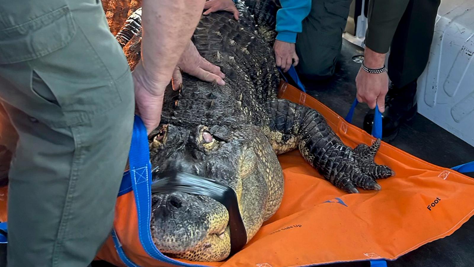 Man ends fight to reclaim Albert, his 12-foot alligator seized in 2024