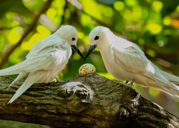 How a seabird native to Hawaii has adapted to life in Honolulu’s concrete jungle