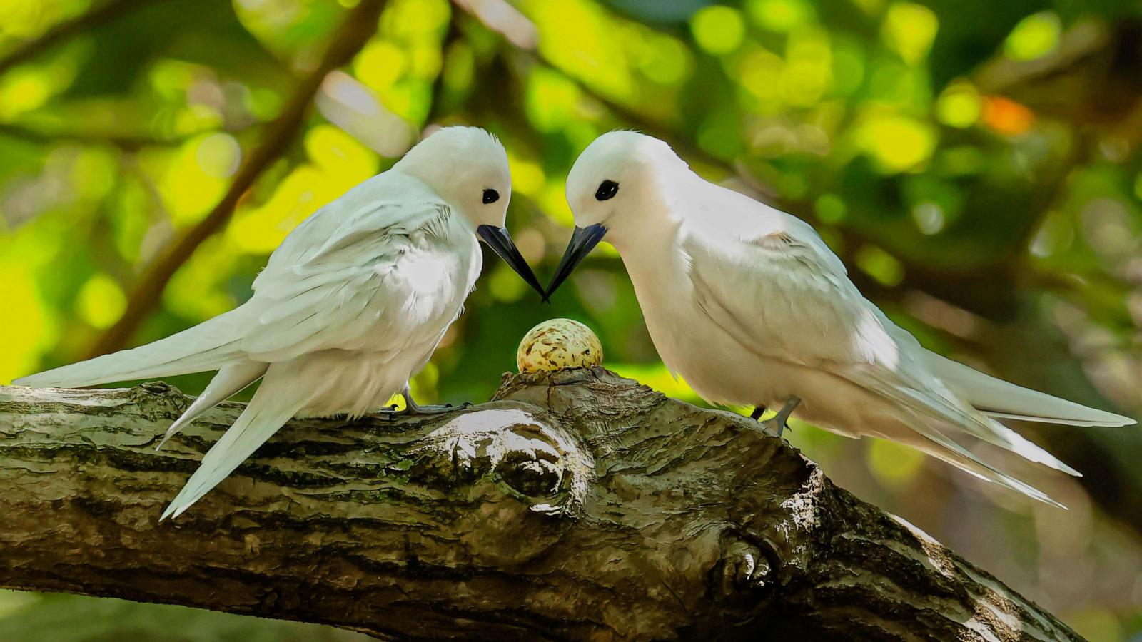 How a seabird native to Hawaii has adapted to life in Honolulu's concrete jungle