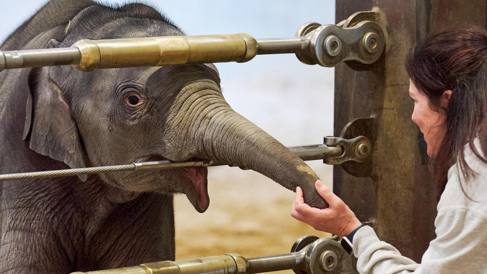 Asian elephant calf makes her public debut at DC's National Zoo