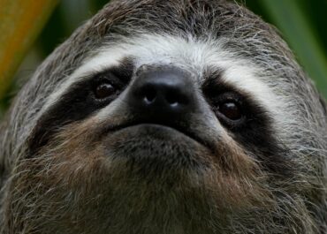 Sickness, cold killed nearly 30 sloths at Florida import warehouse