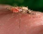 Mosquitoes can become attracted to insect repellant, study suggests