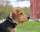 ‘They know they’re safe’: beagles saved from US research facility after protests