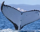 Twenty-two years and 15,000km later: fluke discovery sets new record for humpback whale journey