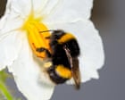 Collecting pollen can be as exhausting for bees as flight take-off, study shows
