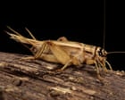 Don’t reach for the bug spray: scientists find insects may feel pain after crickets nurse sore antennae