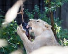 Lion’s aid: blood ice lollies keep big cats cool at London zoo