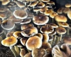 Trump is backing psychedelic research: here’s why – podcast