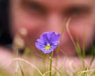 Blossoming among spoil heaps: how 1,000 years of lead mining gave birth to banks of pansies and pennycress