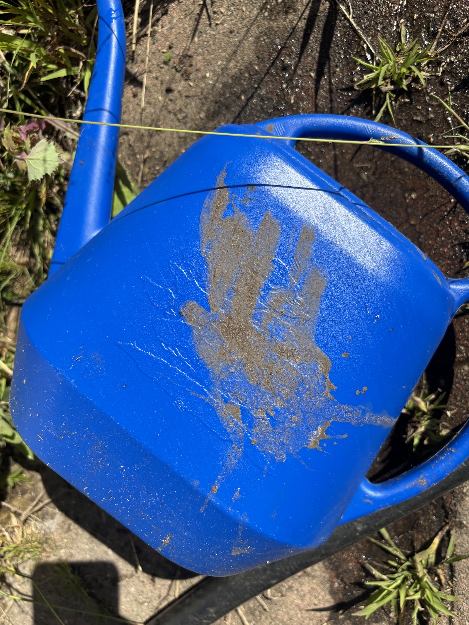 While Zach Galifianakis finds peace in gardening, I’m at war with raccoons