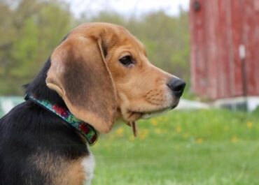 1,500 beagles will get new lives, warm laps after release from research facility