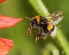‘They surprise me every time’: bees can use tools to solve problems, study finds