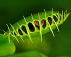 Scientists reveal surprising mechanism behind Venus flytrap’s rapid snap