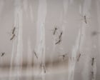Debugging: Google requests permission to release 32m mosquitoes in California and Florida