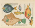 A bonanza for fans of the natural world: the digital library sharing 64m pages of scientific knowledge with everyone