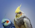 Masturbation among birds is ‘natural’ and should not be punished, say experts