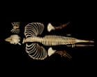 Skeleton of the world’s rarest marine mammal preserved by digital imaging
