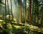 Trees may store less planet-heating carbon than hoped, study suggests