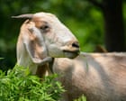 Goats can find food by following a human voice, study finds