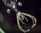 ‘Chock full of incredible animals’: marine expedition uncovers 31 new species in two weeks