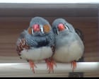 A little bird told her: scientist wins $100,000 prize for decoding birdsong