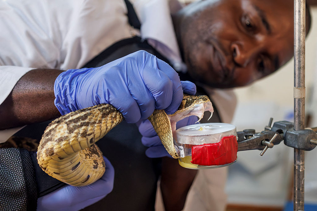As the world warms, the risk of snakebites is rising