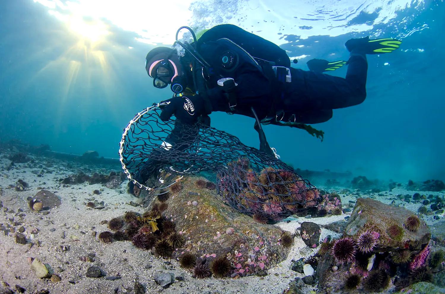 Efforts to save kelp forests from ocean warming are ramping up