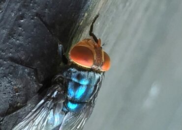 Screwworm fly detected in Texas decades after cattle threat was largely eradicated in US