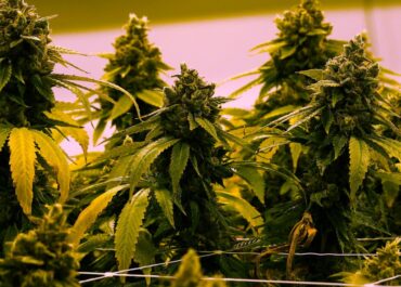 Virginia to allow recreational marijuana be sold in retail stores beginning in 2027
