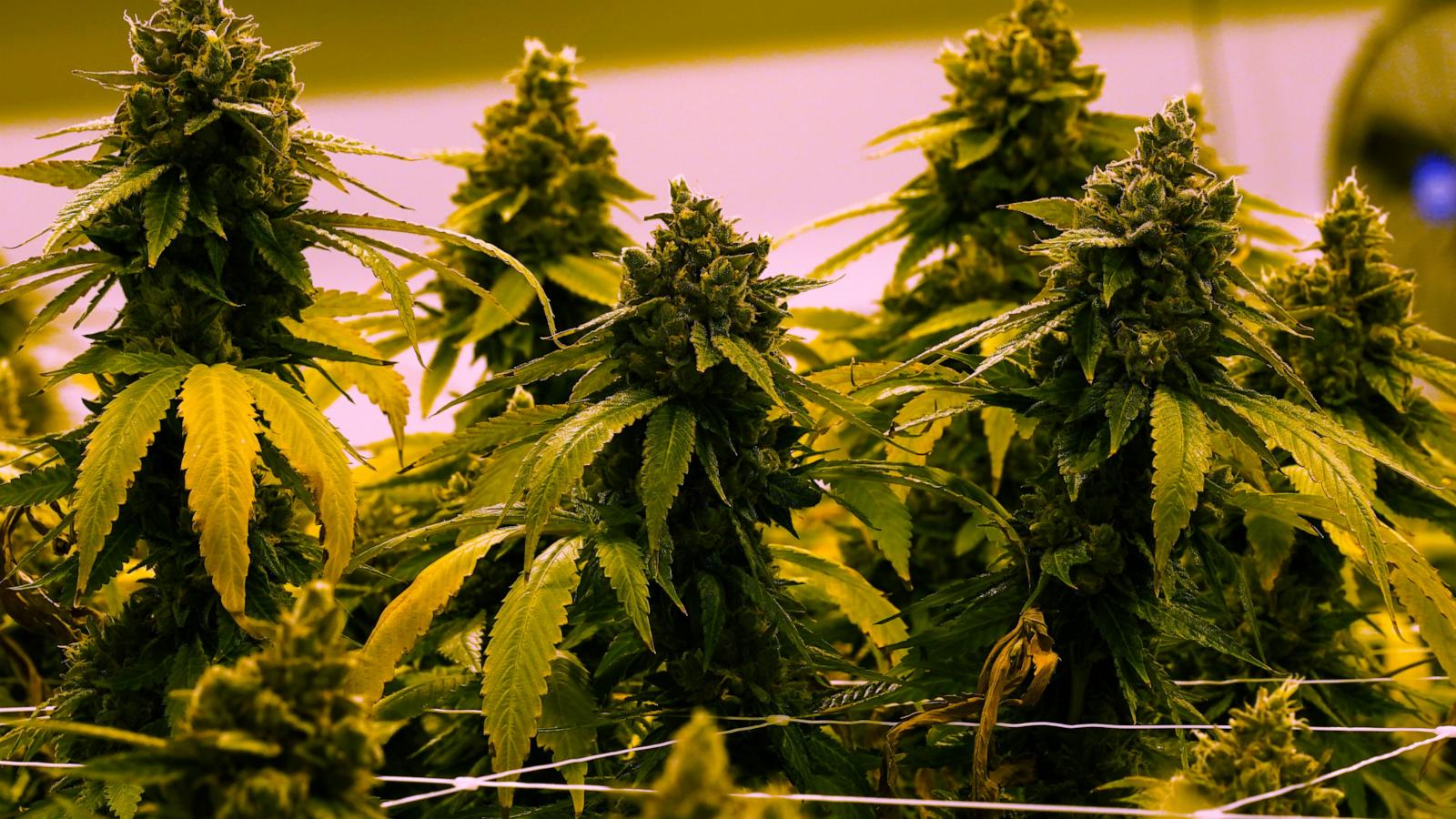Virginia to allow recreational marijuana be sold in retail stores beginning in 2027
