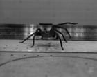 Fastest spider in the world? This huge, hairy-legged Australian arachnid may be the quickest on the planet