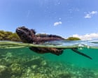 What can the Galápagos Islands’ animals teach us about the threats of El Niño?
