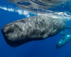 Sperm whales change ‘vowel’ sounds when boats are nearby, scientists discover