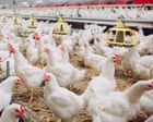 Industrial chicken farming accelerating spread of diarrhoea bacteria, study finds