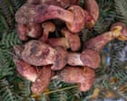 Plantwatch: Beware a tasty mushroom with a powerful hallucinogen