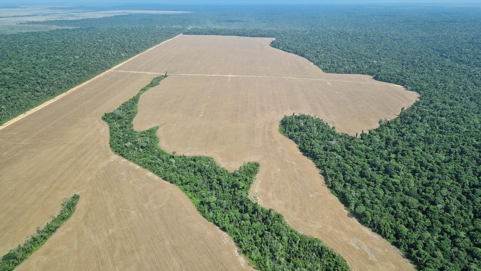 Without stronger government action, Brazil’s low deforestation in the Amazon is unlikely to last
