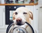 Dogs blink more often when they see owners blinking, study finds