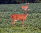 Specieswatch: Wild deer release millions of tonnes of methane a year