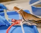 Python named Jodie Foster first snake to receive pioneering cancer treatment