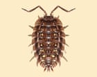 ‘They are such neat, busy little folk’: the unexpected superpowers of the common woodlouse