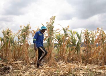 Why rice crops could be in for a weird year