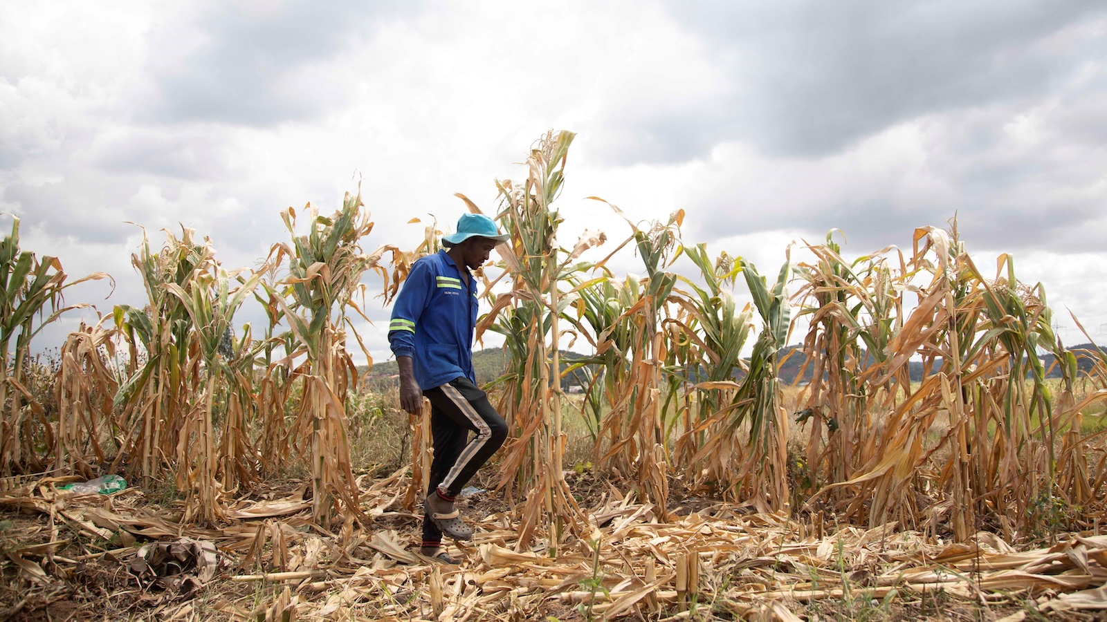 Why rice crops could be in for a weird year
