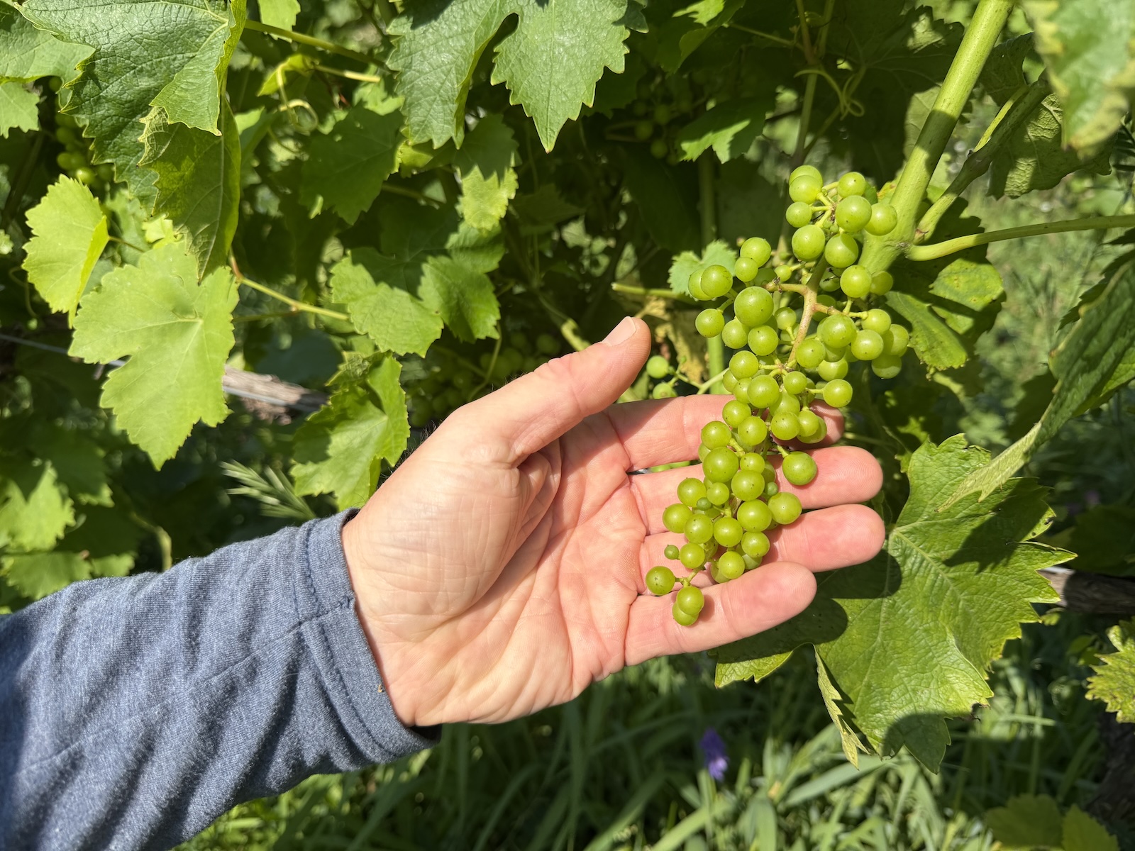 Michigan winemakers have a new climate worry: More wildfire smoke
