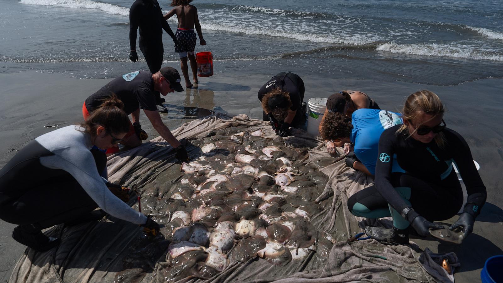 Stingray lashings up as marine heat wave off Southern California draws more to shore