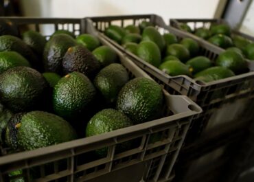 US suspends avocado inspections in Mexican state of Michoacan due to threat