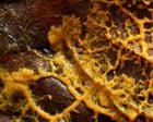 ‘This is dangerous’: slime moulds and the bitter debate over the nature of intelligence