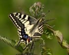 Tree vaccines and gene-edited butterflies among biotechnology projects funded by UK ‘invention agency’