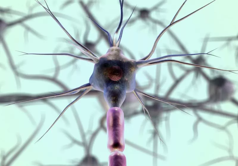 Stanford researchers say the brain is actually two organs pretending to be one