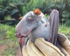 Bats originated in Europe, rewriting mammals’ family tree, study reveals