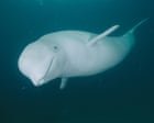 Could humans ever communicate with whales? - video